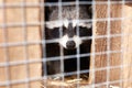 Raccoon in cage