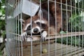 Raccoon in a cage Royalty Free Stock Photo