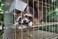 Raccoon in a cage