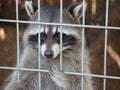 Raccoon in a cage. Royalty Free Stock Photo