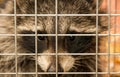 Raccoon in a cage