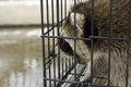 Raccoon in the Captive cage