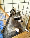 Closeup portrait of a raccoon in a cage. Curious raccoon holds paw cage