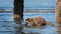 Raccoon with a Clam2