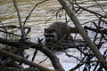 A raccoon climbing on a fallen tree Royalty Free Stock Photo