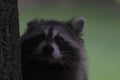 Raccoon close up with a green background in natural lighting Royalty Free Stock Photo