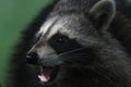 Raccoon close up with a green background in natural lighting Royalty Free Stock Photo