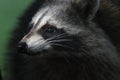 Raccoon close up with a green background in natural lighting Royalty Free Stock Photo