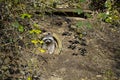 A raccoon coming out of hiding. Royalty Free Stock Photo