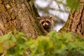 Raccoon coyly looking at me in autumn cool