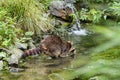 Raccoon in a creek Royalty Free Stock Photo