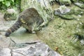 Raccoon at a creek Royalty Free Stock Photo