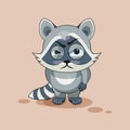 Raccoon cub angry