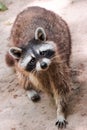 Raccoon curiously looking