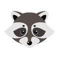 Raccoon cute face