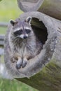 Raccoon Royalty Free Stock Photo