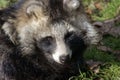 Raccoon Dog Royalty Free Stock Photo