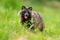 Raccoon dog breathing heavily on a hot summer day with mouth open