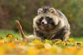 Raccoon dog common Nyctereutes procyonoides eats flesh of dead European hare Lepus europaeus meadow Chinese Asian field Royalty Free Stock Photo