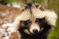 Raccoon dog, cute close-up portrait