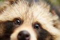 Raccoon dog, cute close-up portrait