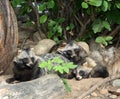 Raccoon dog