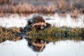 Raccoon Dog on a Hummock on a Swamp Royalty Free Stock Photo