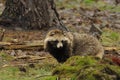 Raccoon Dog (Nyctereutes procyonoides)