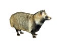 Raccoon Dog Nyctereutes procyonoides Royalty Free Stock Photo