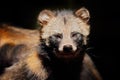 Raccoon dog, Nyctereutes procyonoides, detail portrait in dark forest. Fur coat head of small predator in the nature. Wildlife in