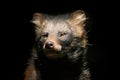 Raccoon dog, Nyctereutes procyonoides, detail portrait in dark forest. Fur coat head of small predator in the nature. Wildlife in