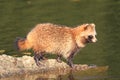 Raccoon Dog Royalty Free Stock Photo