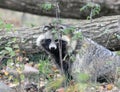 Raccoon dog Nyctereutes procyonoides Royalty Free Stock Photo