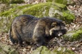 Raccoon dog, Nyctereutes procyonoides Royalty Free Stock Photo