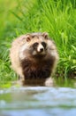 Raccoon dog Nyctereutes procyonoides Royalty Free Stock Photo