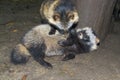 Raccoon dog (Nyctereutes procyonoides) Royalty Free Stock Photo