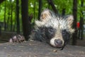 Raccoon dog (Nyctereutes procyonoides) Royalty Free Stock Photo