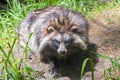 Raccoon dog (Nyctereutes procyonoides) Royalty Free Stock Photo