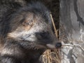 Raccoon dog resting in the shade of a tree Royalty Free Stock Photo