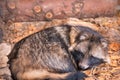 Raccoon dog sleeps in zoo