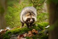 Raccoon dog Royalty Free Stock Photo