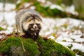 Raccoon dog Royalty Free Stock Photo