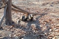 Raccoon dogs in zoo