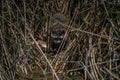 Raccoon eating fish in the reeds