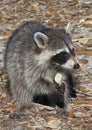 Raccoon Eating Potato Chip Royalty Free Stock Photo