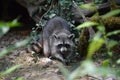 Raccoon eating / Raton laveur mangeant Royalty Free Stock Photo