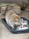 A raccoon is eating at Zoo Melaka. Royalty Free Stock Photo