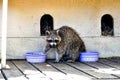 Raccoon eats food from dish