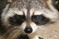 Raccoon Face Royalty Free Stock Photo