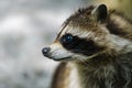 Raccoon face cute animal curiosity, alert